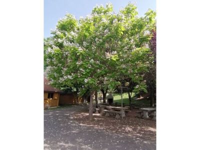 Catalpa en Fleurs